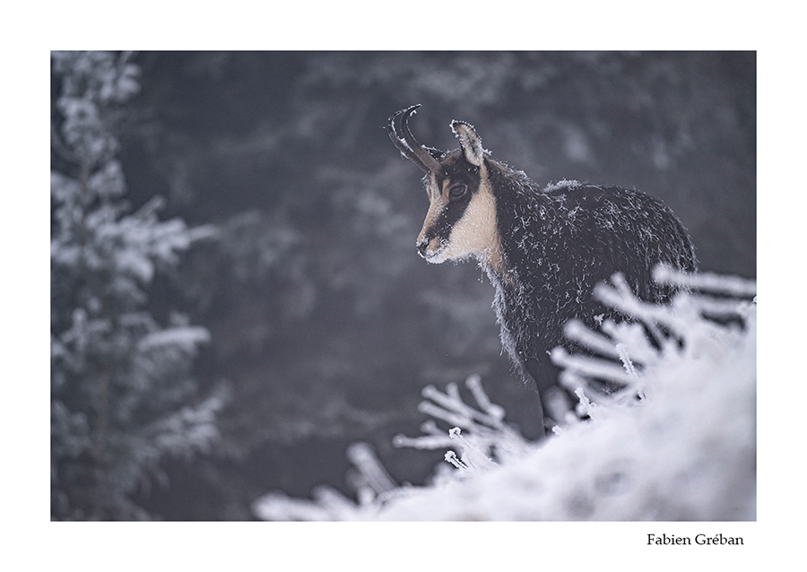 photo de chamois en hiver avec le pelage givr