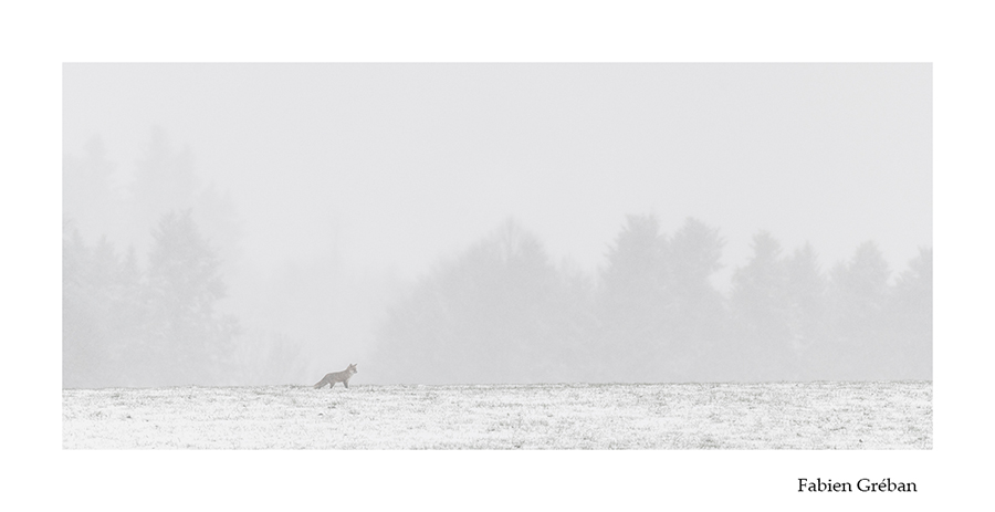 photo de renard dans un paysage enneig du jura