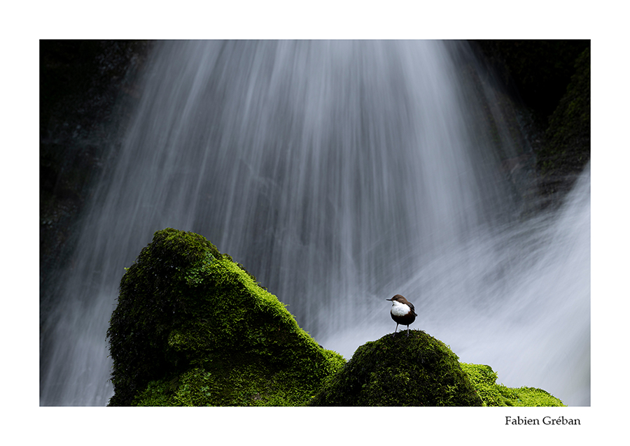 cincle plongeur dans le massif du jura en pose longue devant une cascade