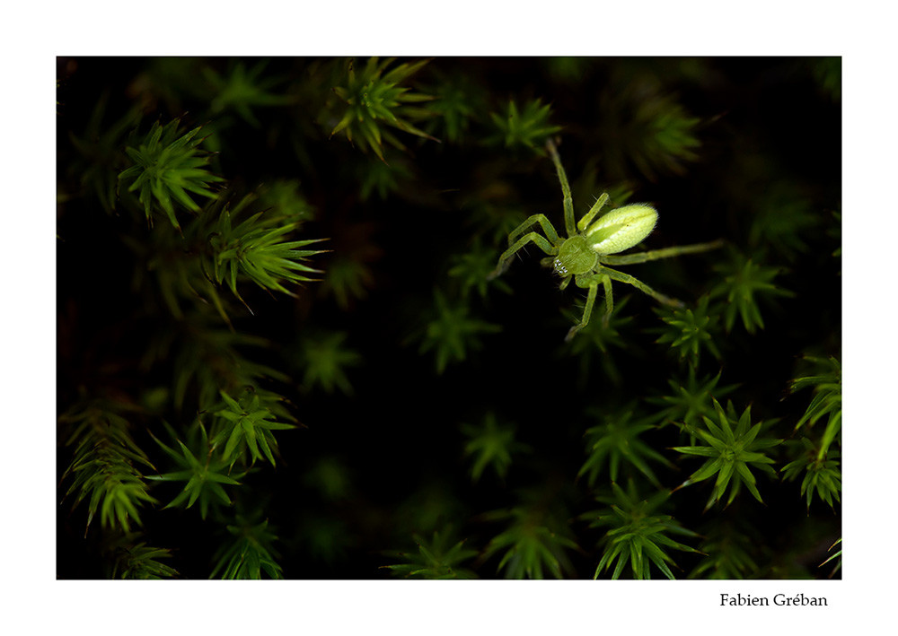 photo macro d'une araignée micrommata verte dans la tourbière