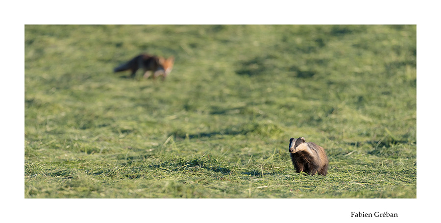 blaireau et renard cherchent de la nourriture dans une prairie fraichement fauche