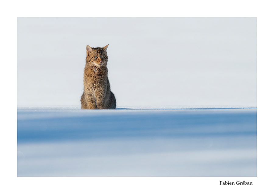 photo de chat forestier en hiver