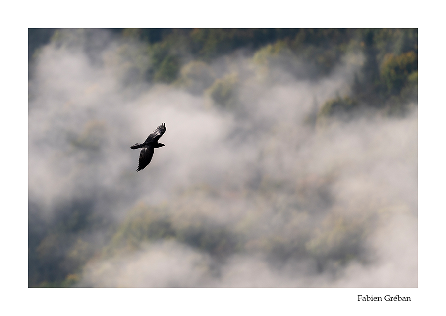 photo de grand corbeau en vol