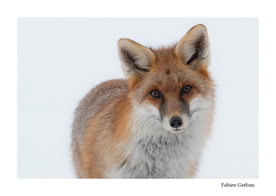 photo de renard en portrait en hiver