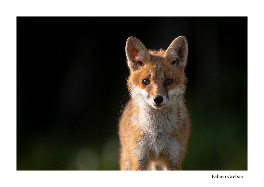 photo d'un jeune renard pendant la fenaison