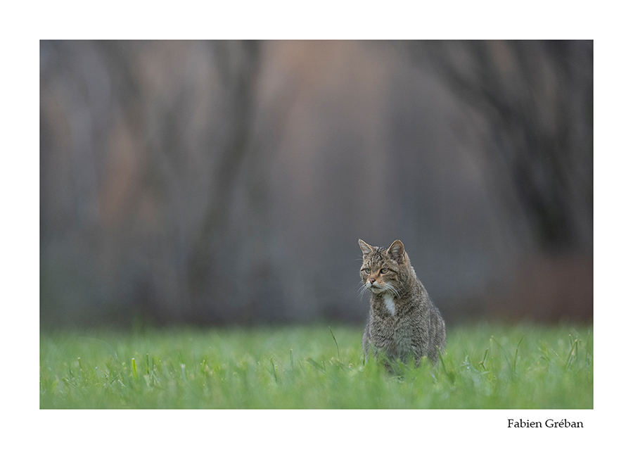 photo de chat forestier 