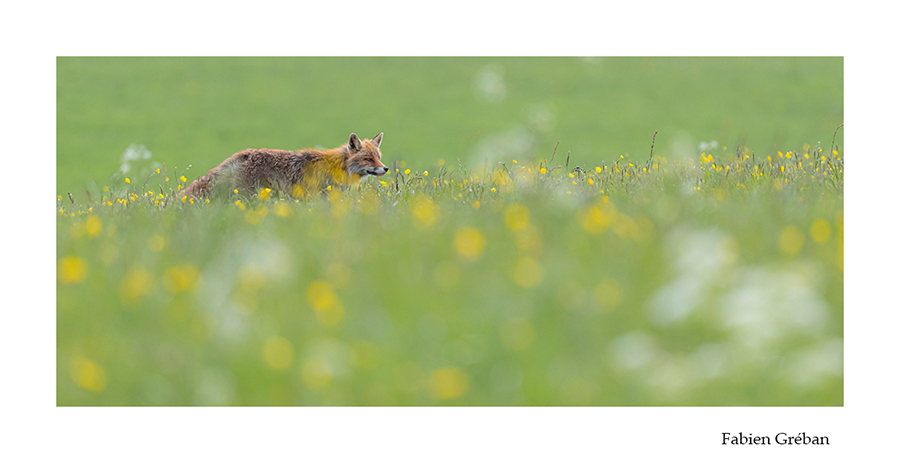 photo de renard au printemps