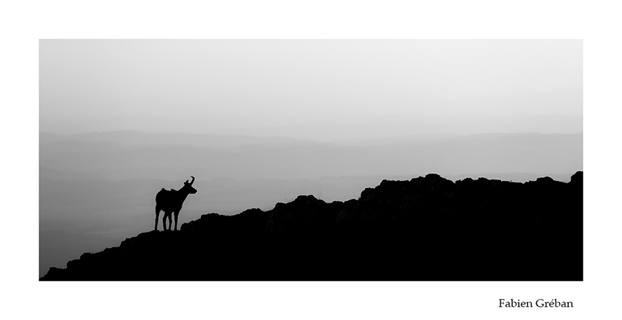 photo de chamois en noir et blanc