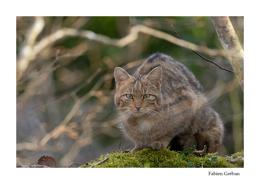 photo de chat forestier en foret 
