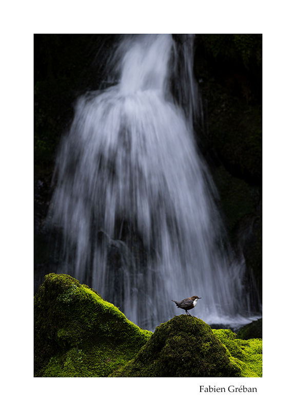 photo de cincle plongeur en pose longue devant une cascade