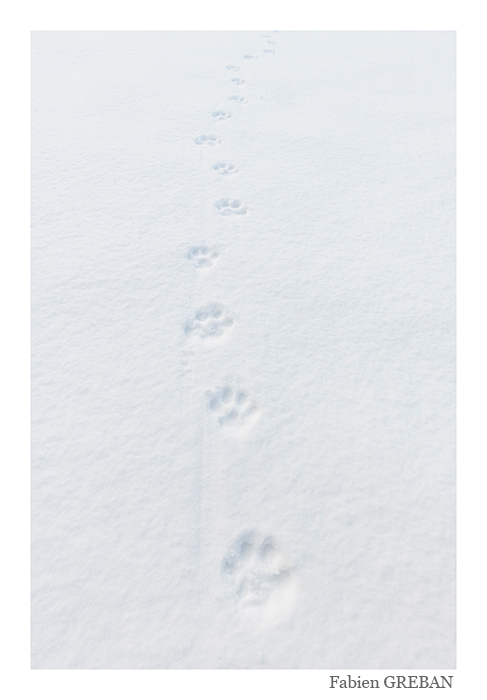 photo d'empreintes de lynx sur la neige 
