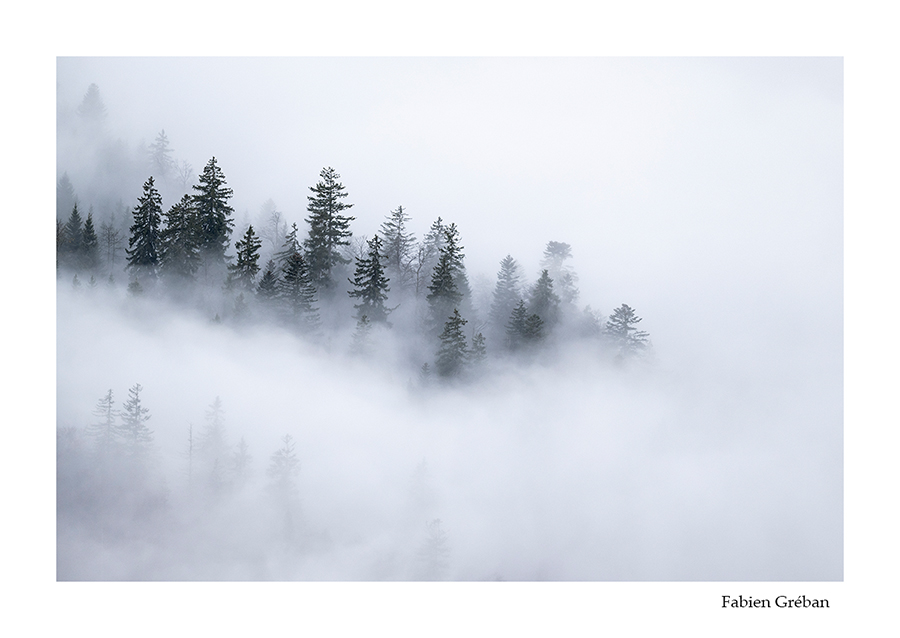 photo de paysage de foret dans la brume 