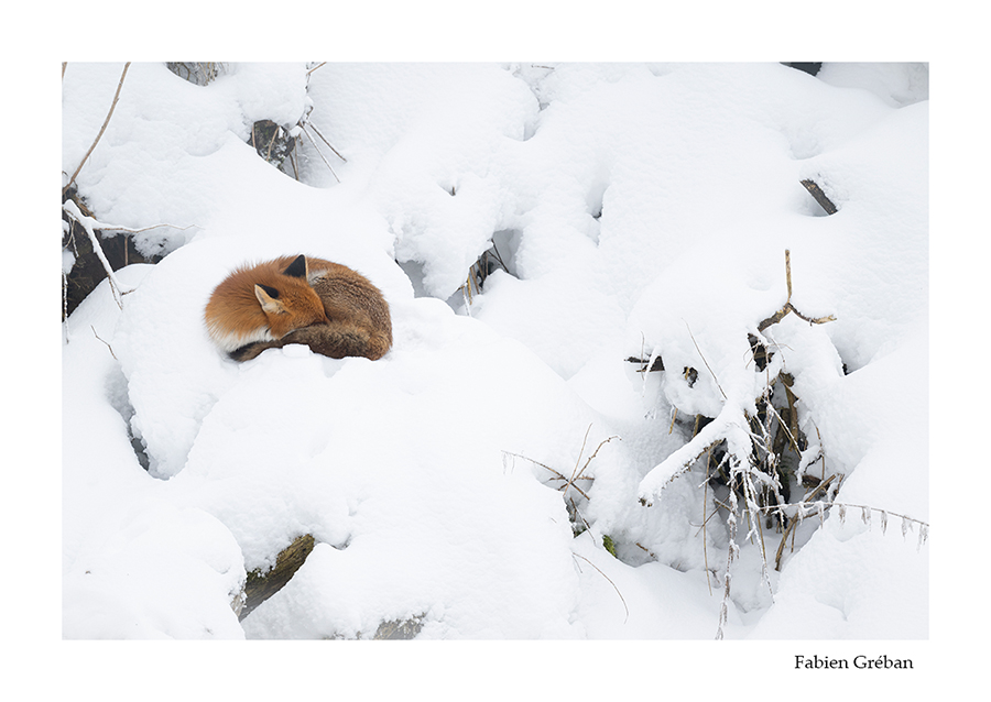 photo de renard qui dort sur la neige 