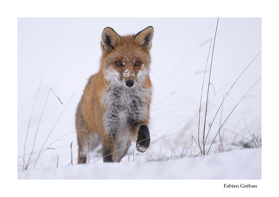 photo de renard dans la neige 