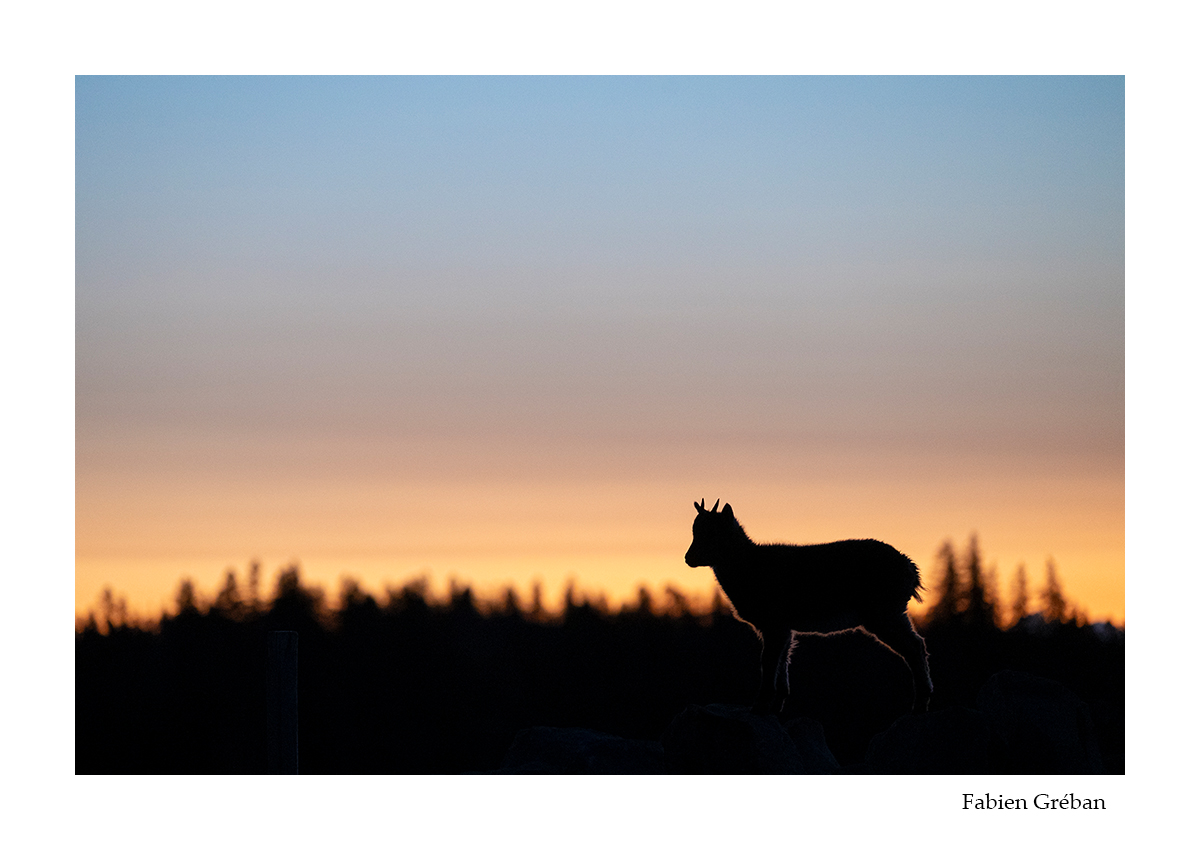 photo de bouquetin en contre-jour