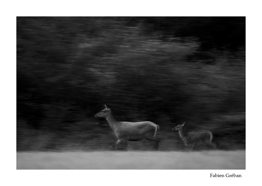 photo de biche et de son faon