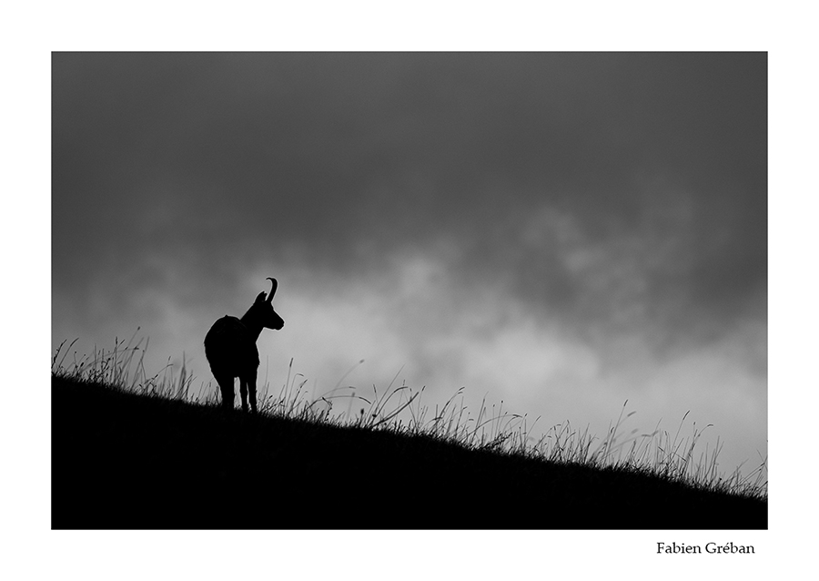 photo de chamois en contre-jour