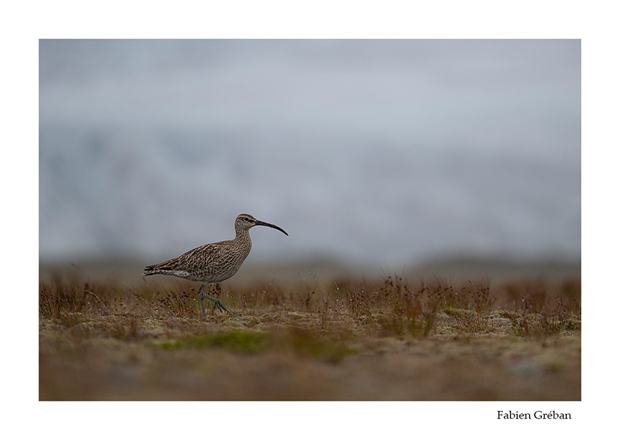 photo de courlis corlieu en islande