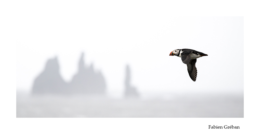 photo de macareux en vol en islande