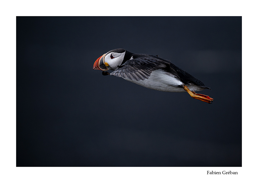 photo de macareux en vol en islande sur fond de sable noir