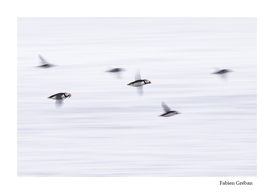 photo de macareux en vol en islande en vitesse lente