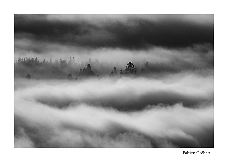 photo de paysage de forêt dans la brume 