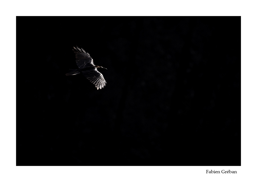 photo de grand corbeau en clair obscur 