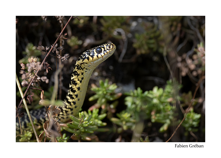 photo de couleuvre verte et jaune