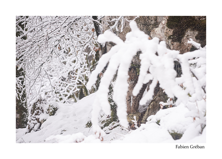 photo de lynx dans la neige 