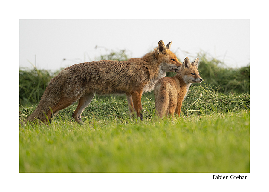 photo d'un renardeau qui chasse avec son pre