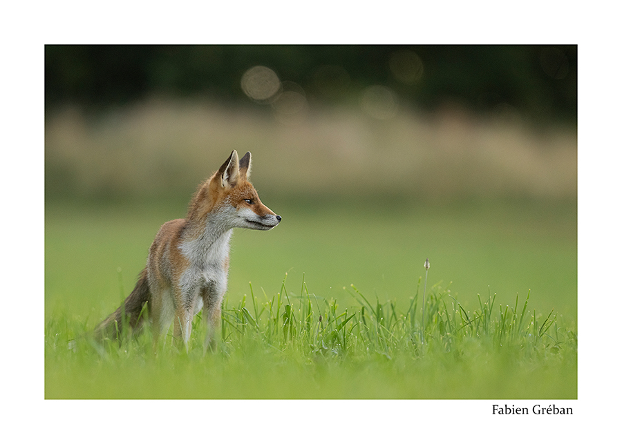 photo d'un jeune renard dans la prairie