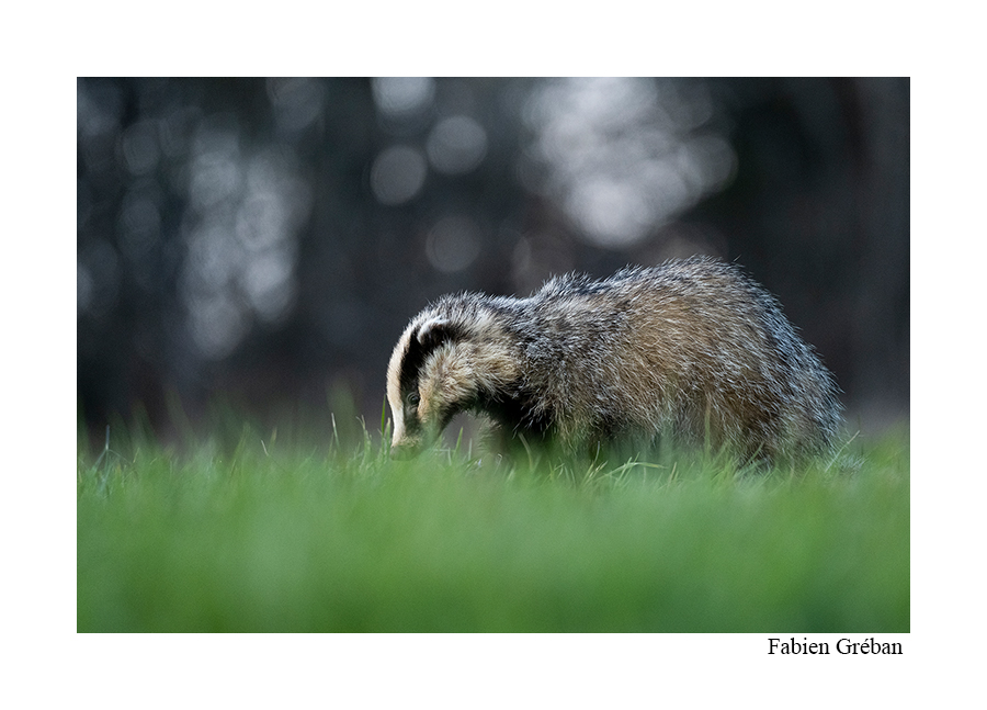 photo d'un blaireau dans une prairie en fin de journée
