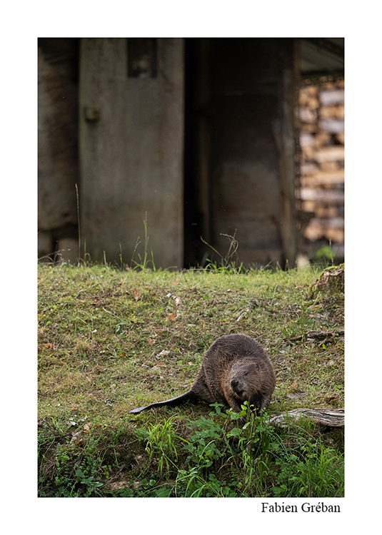 photo de castor sur la berge