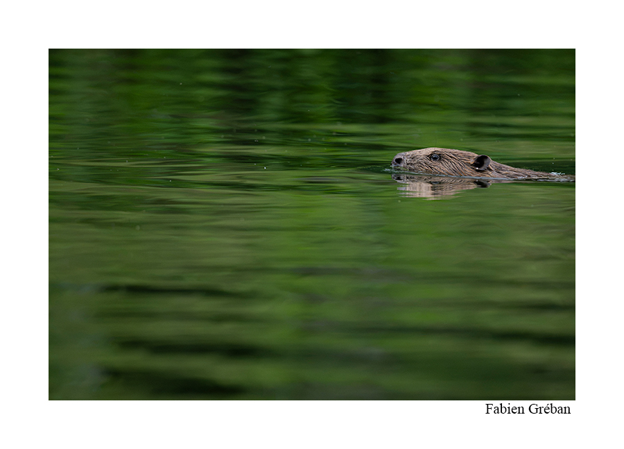 photo de castor