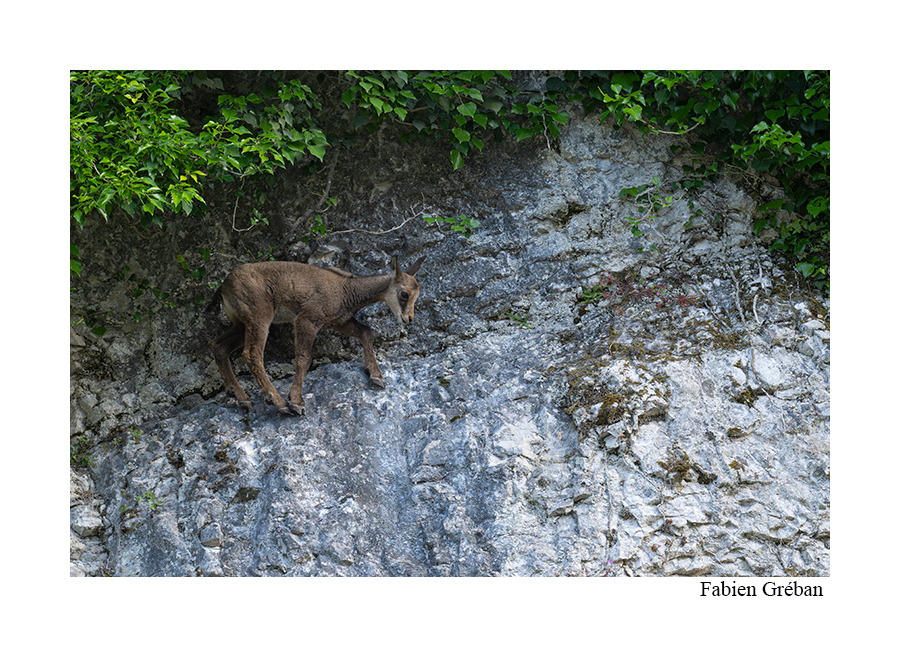 photo de chamois sur la falaise