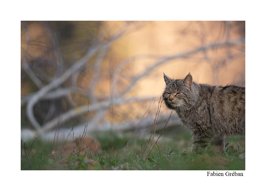 photo d'un chat forestier dans les lumieres du soir