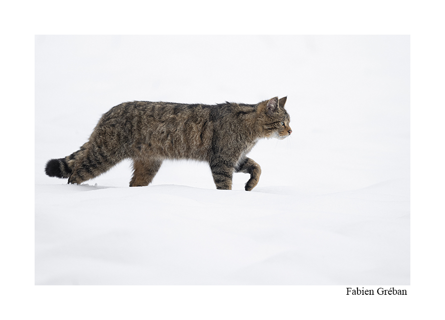 photo d'un chat forestier dans une prairie enneigée