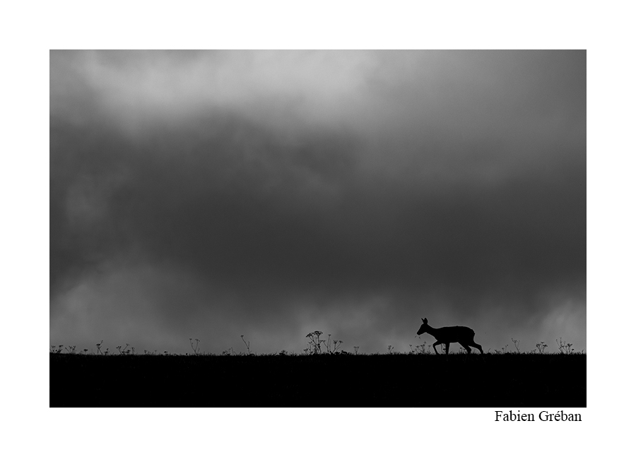 photo de chevreuil en contre-jour