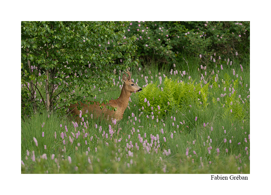 photo de chevreuil dans la tourbiere fleurie