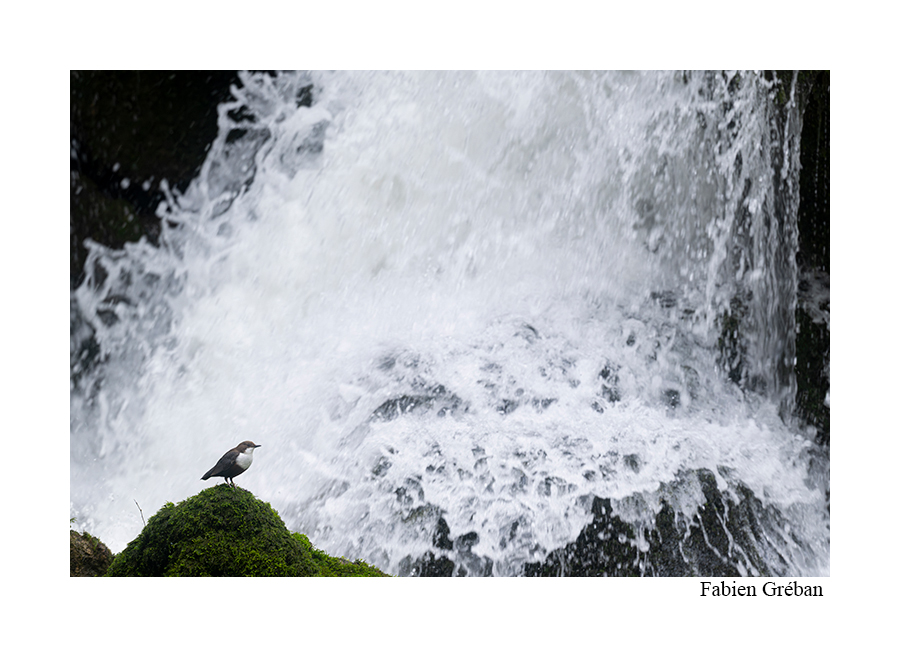 photo d'un cincle plongeur au pied d'une cascade