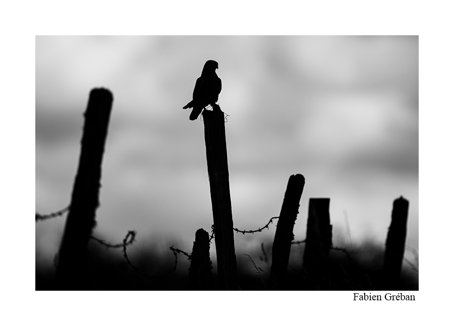 photo de faucon crécerelle