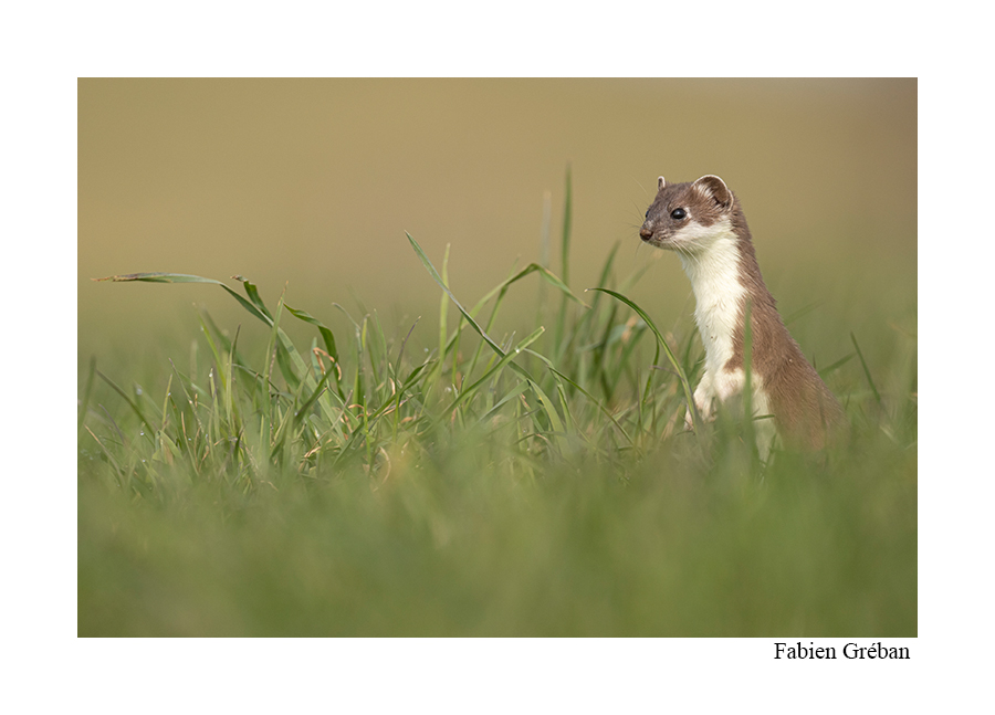 photo d'une hermine en robe d'été dans une prairie
