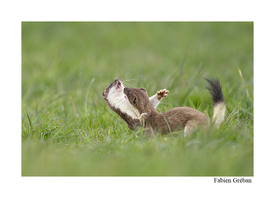 photo d'un combat de deux hermines