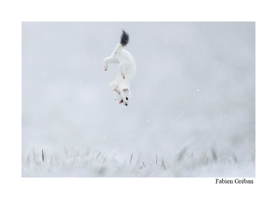 photo d'une hermine qui danse en hiver