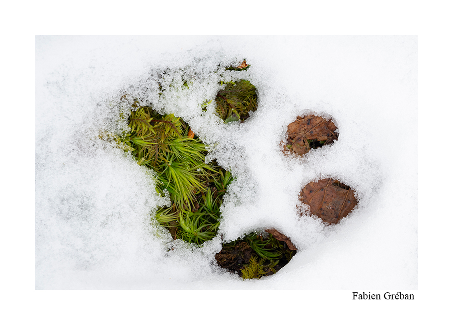 photo d'une empreinte de lynx dans la neige