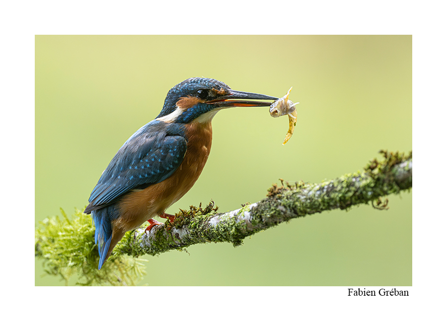 photo de martin pecheur