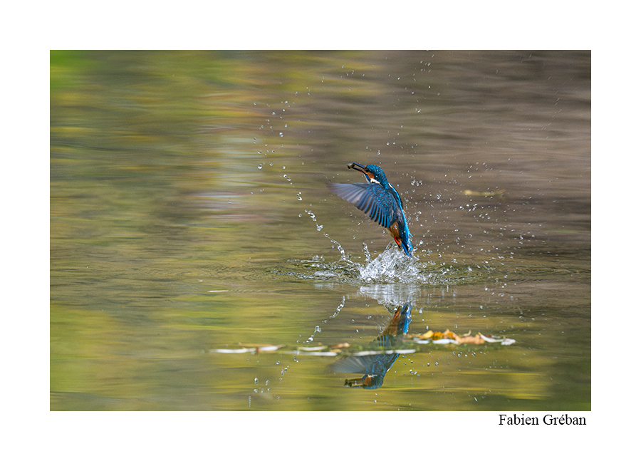 photo de martin pecheur qui plonge dans la rivière
