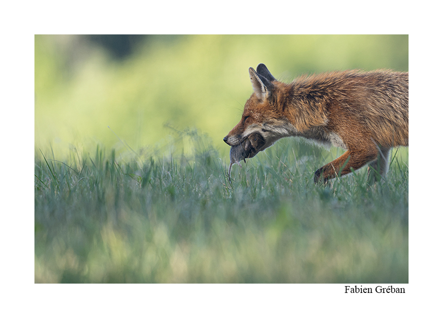 photo de renard avec un campagnol dans la gueule