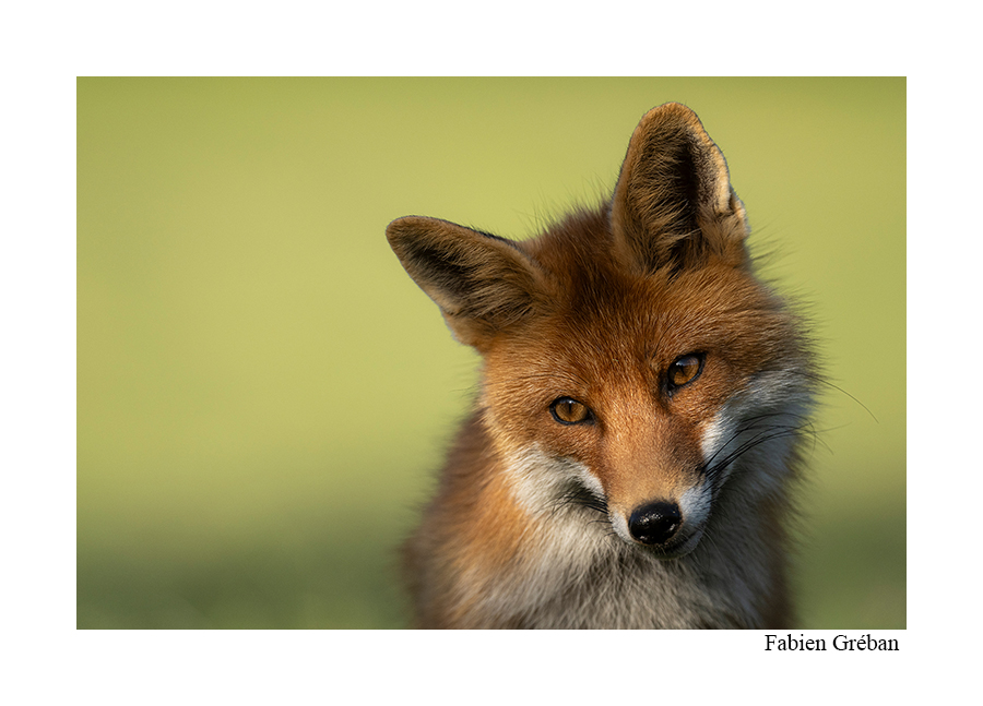 portrait de renard dans la prairie fauchée
