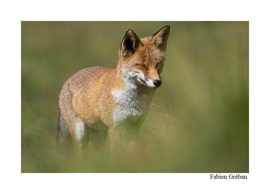 photo de renard